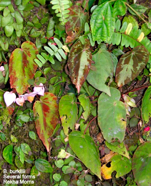 B. burkillii